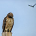 Red-tailed Hawk