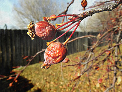 Crab apples (PiP)