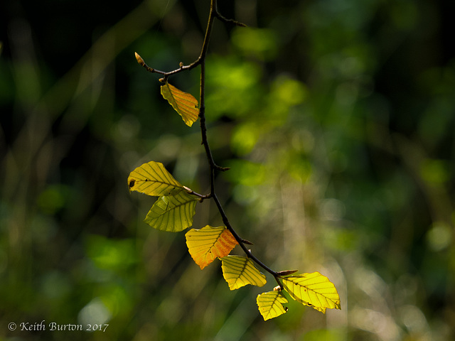 Autumn Begins