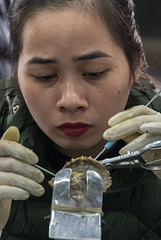 Perlenzucht - einsetzem eines Implantats in eine Auster (© Buelipix)