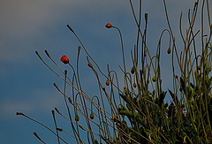 Poppies Growing Atop A Tall Wall