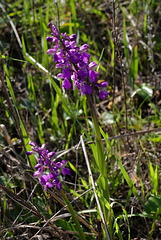 Anacamptis morio