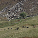 Belted Galloway cattle