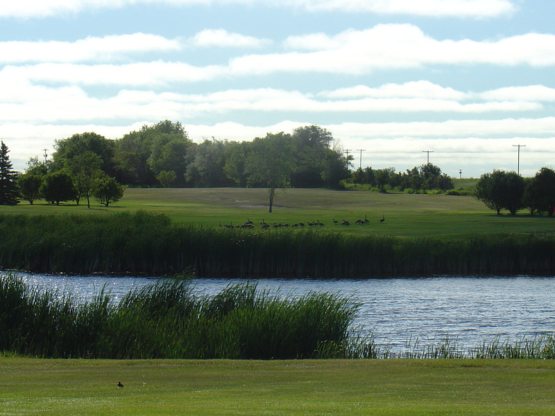 Geese and marsh