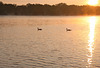 geese at sunrise