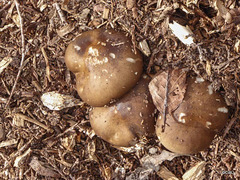 Fungi in the woodchips