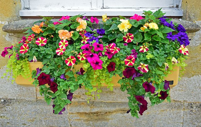 Colourful Window Box