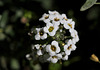 Lobularia maritima , alysse odorante