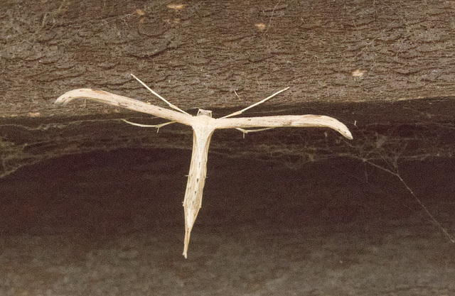 IMG 0847 Plume Moth