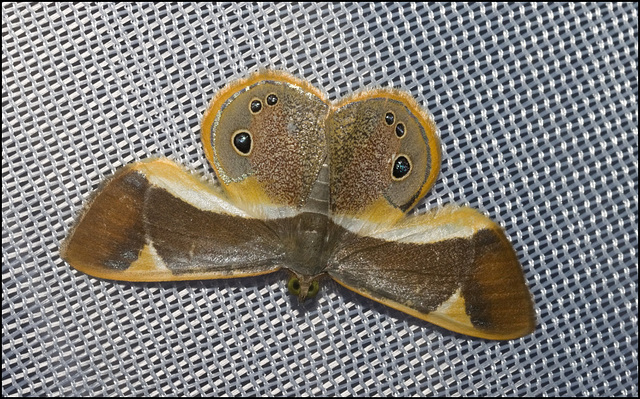 IMG 7733 Moth