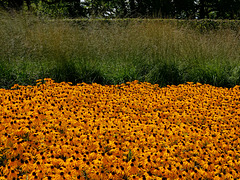 Rudbeckia fulgida Goldsturm