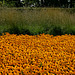 Rudbeckia fulgida Goldsturm