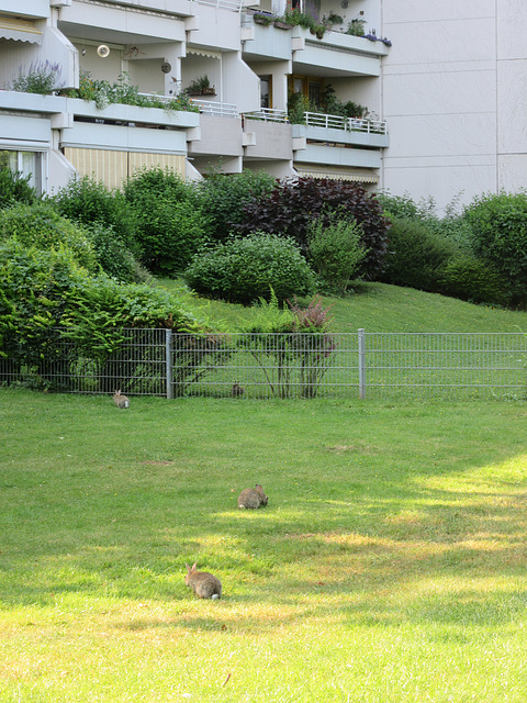 Frühling in der Stadt