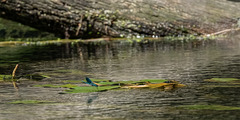 Demoiselle Demoiselle