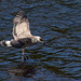 20140911 5197VRAw [NL] Möwe, Terschelling