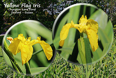 Yellow Flag Iris - Chyngton Lane - Seaford - Sussex - 8.6.2015