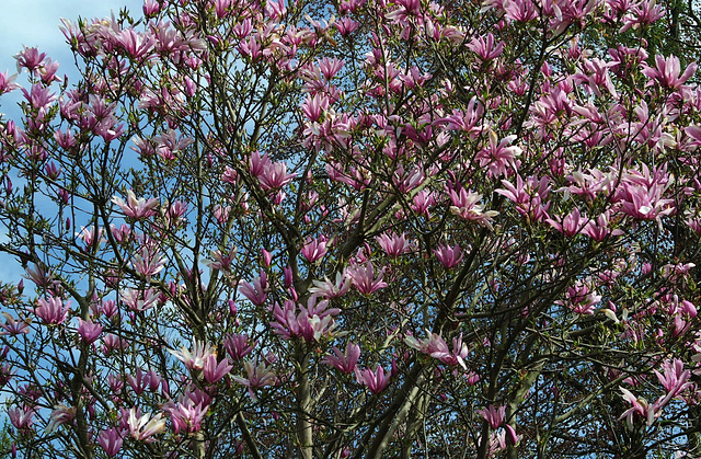 Pleine floraison