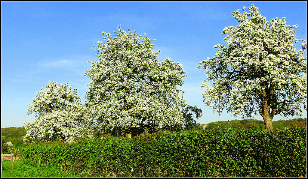 Old Pear tree's