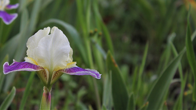 iris dans la rosée du matin2