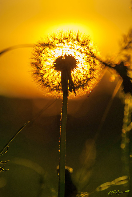 Сонячна кульбабка / Sunny dandelion