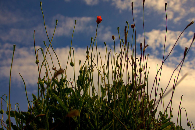 Poppies Growing Atop A Tall Wall