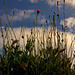 Poppies Growing Atop A Tall Wall