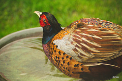 Cock pheasant on the birdbath