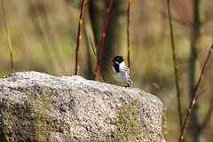 Reed Bunting (Male) Reed Bunting (Male)