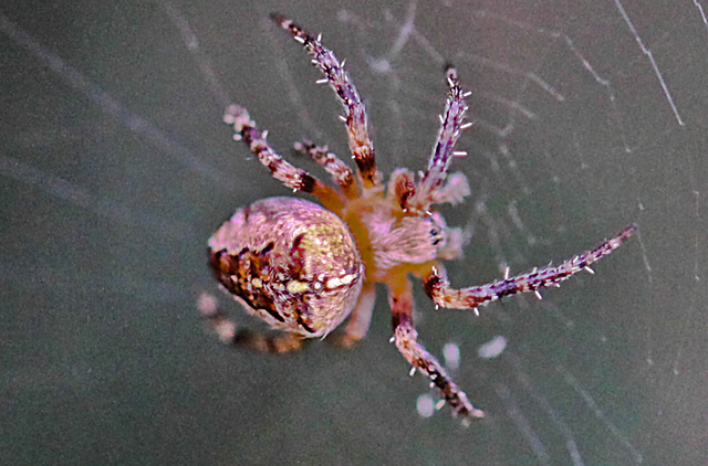 20100514 3297Mw [D~LIP] Gartenkreuzspinne, Bad Salzuflen