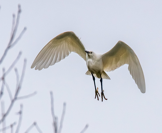 Little egret