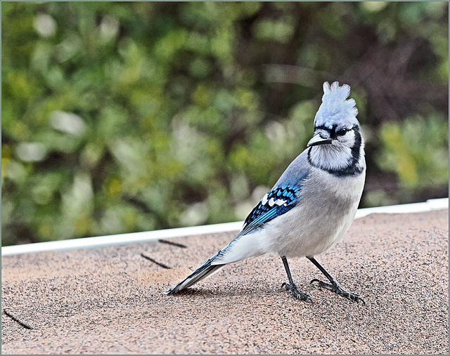 Bluejay's turn for a portrait.