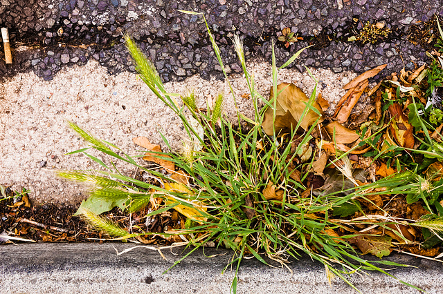 Grass in a Roadside Verge