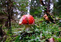 Pilz ohne Fliegen