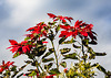 Poinsettias