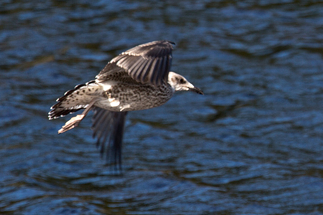 20140911 5196VRAw [NL] Möwe, Terschelling