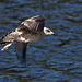 20140911 5196VRAw [NL] Möwe, Terschelling