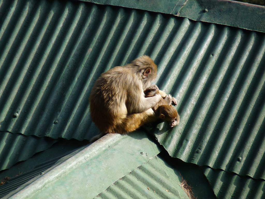 Shimla- Nit-picking