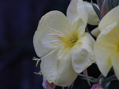 Oenothera (Evening Primrose)