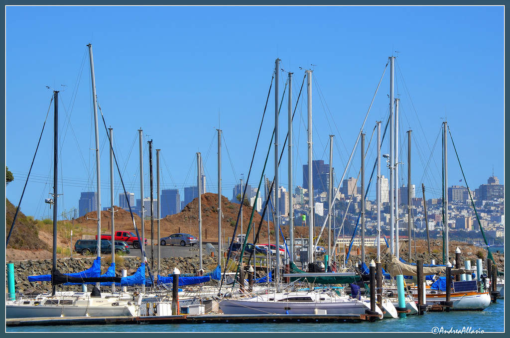 Alberi e grattacieli - San Francisco