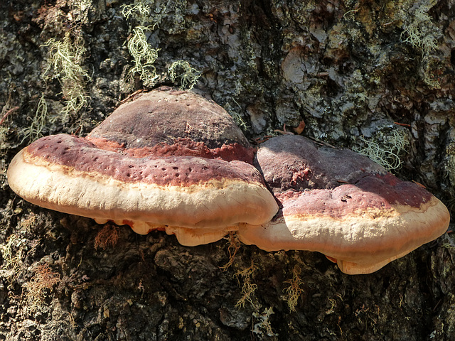 Red-belted Polypore?, William J. Bagnall Park