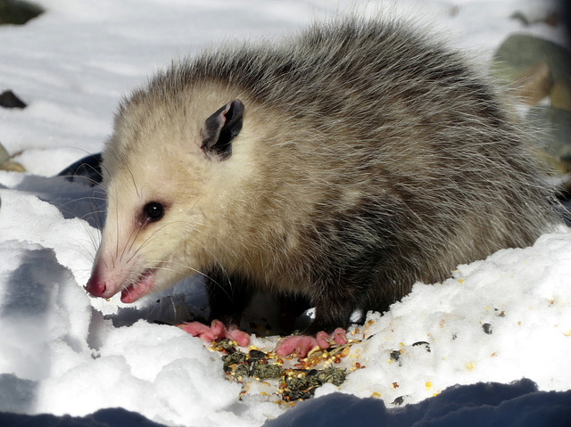 This opossum sat under a bird feeder.