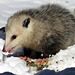 This opossum sat under a bird feeder.
