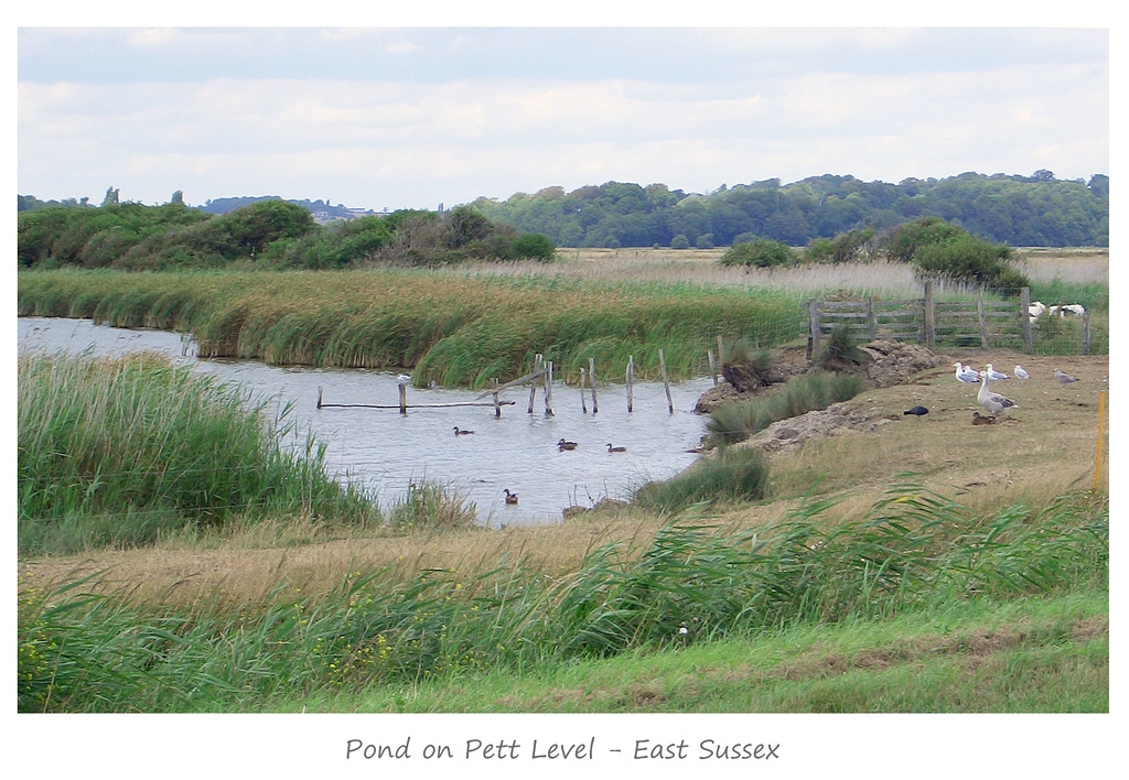 Pond on Pett Level - Icklesham - Sussex 1 8 2006