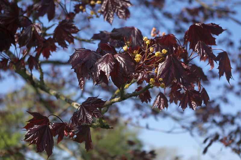 Magenta Spring
