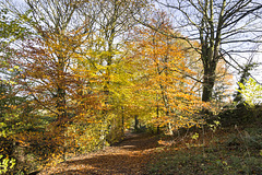 Autumn in Clough Lane