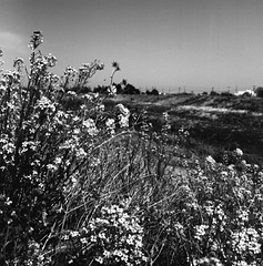 Canola flowers on the bank of a river