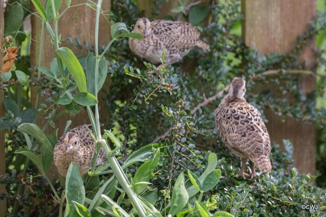 Something about the sweet peas set these pheasant chicks off on a climbing adventure