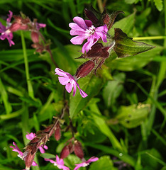 20210524 0211CPw [D~LIP] Blume, UWZ,  Bad Salzuflen