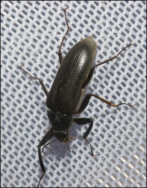 IMG 7740 Beetle