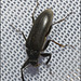 IMG 7740 Beetle
